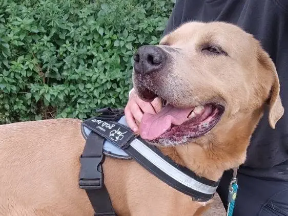 Adotta un cane, femmina, 5 anni e 9 mesi, Napoli
