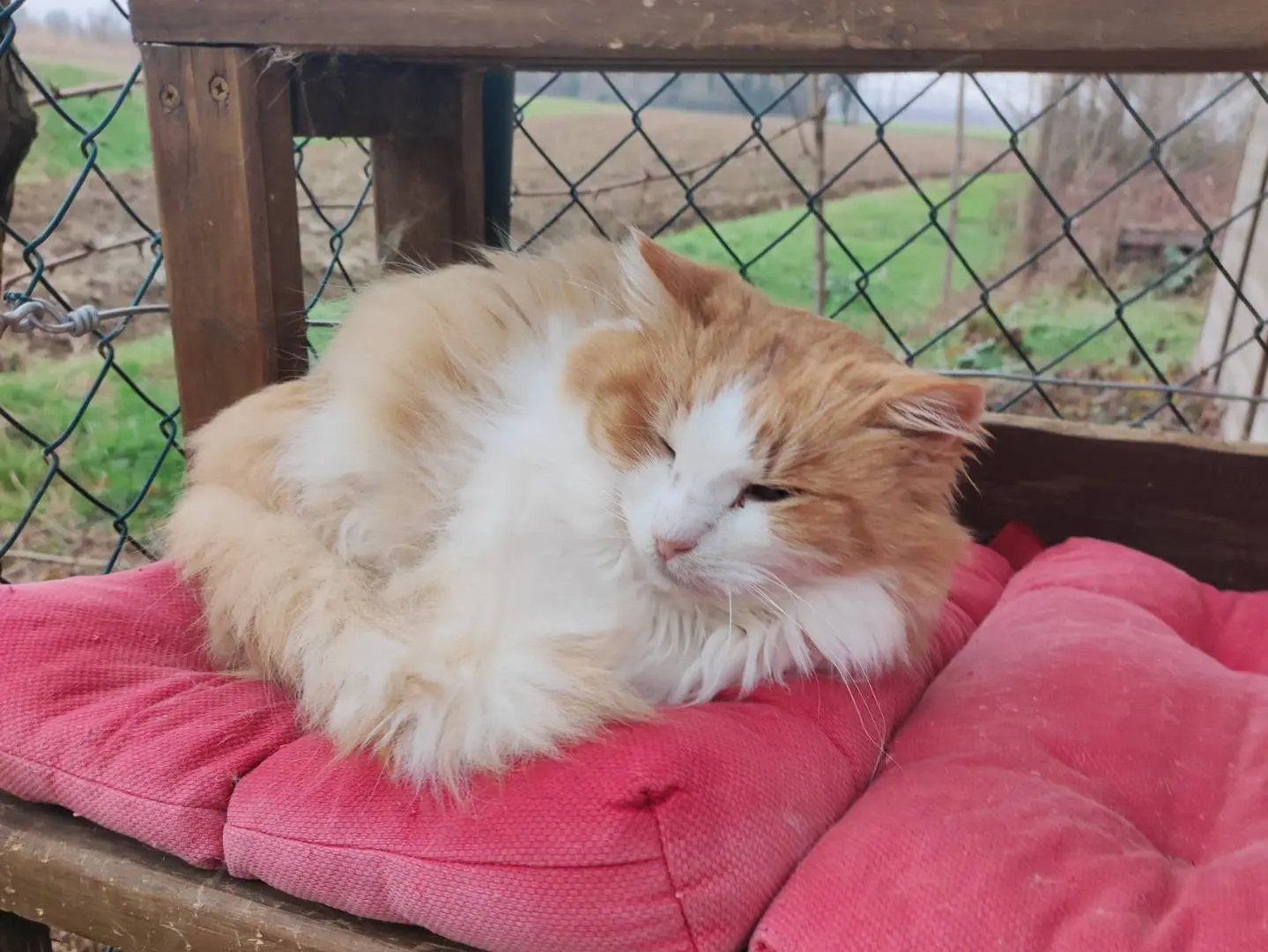 Adozione gatto, maschio, Razza sconosciuta Razza sconosciuta, 8 anni e 2 mesi, taglia non valida, Udine