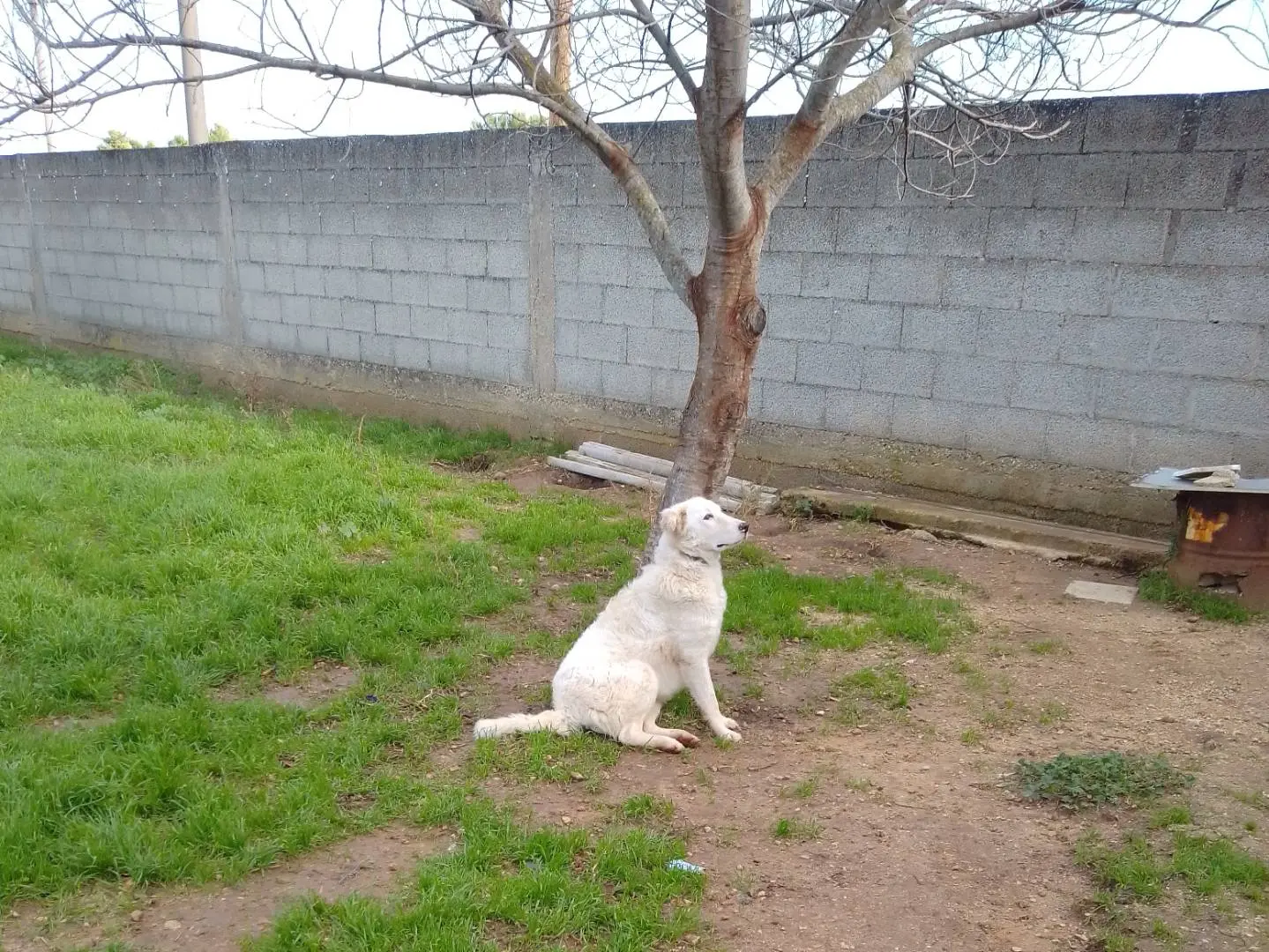 Adozione cane, femmina, Pastore maremmano, 3 anni e 7 mesi, taglia grande, Brindisi