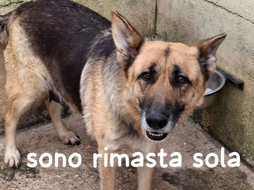 Foto 1 dell'animale