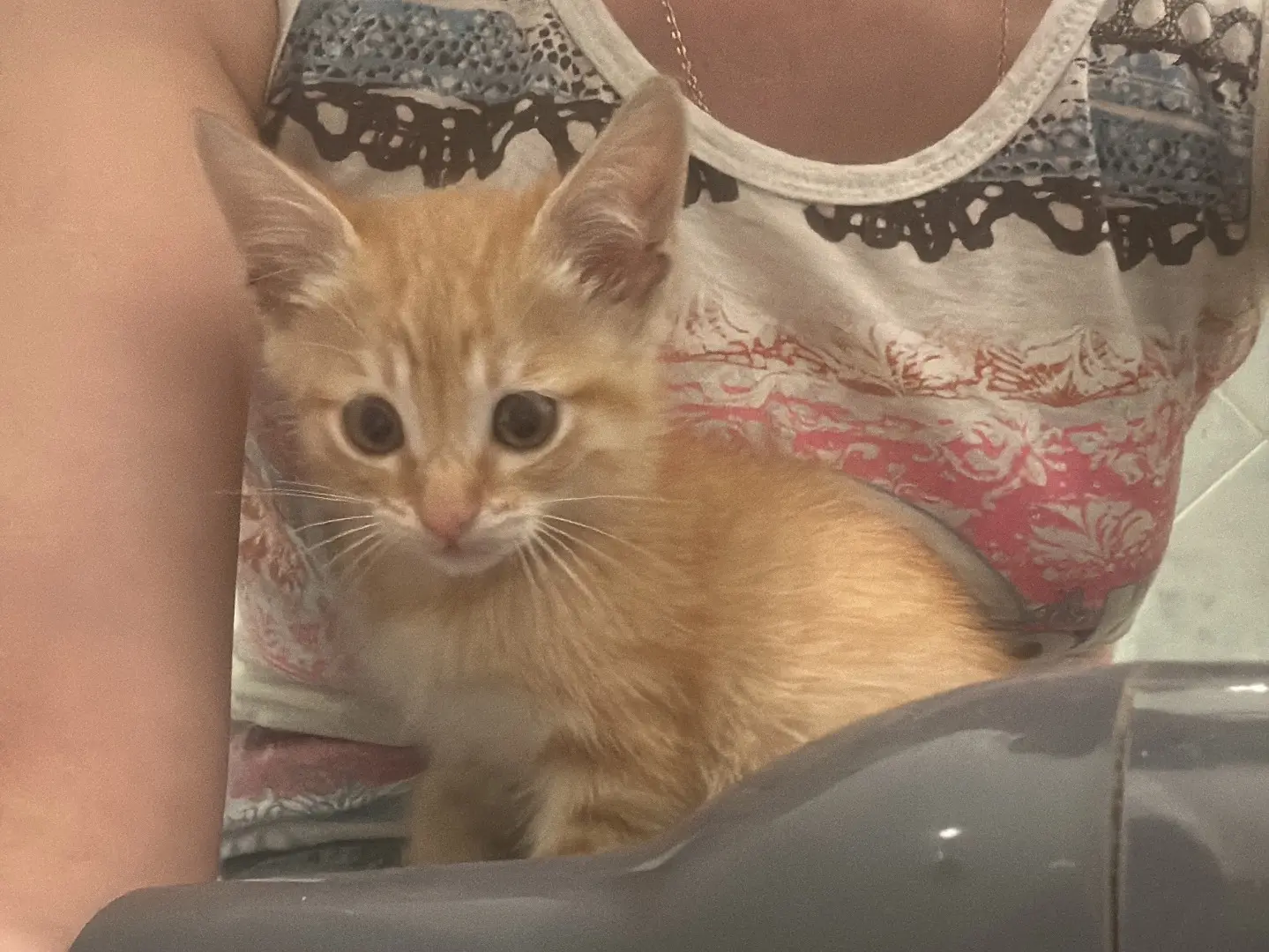 Adozione gatto, maschio, Siberiano Razza sconosciuta, 1 mese, taglia non valida, Bari