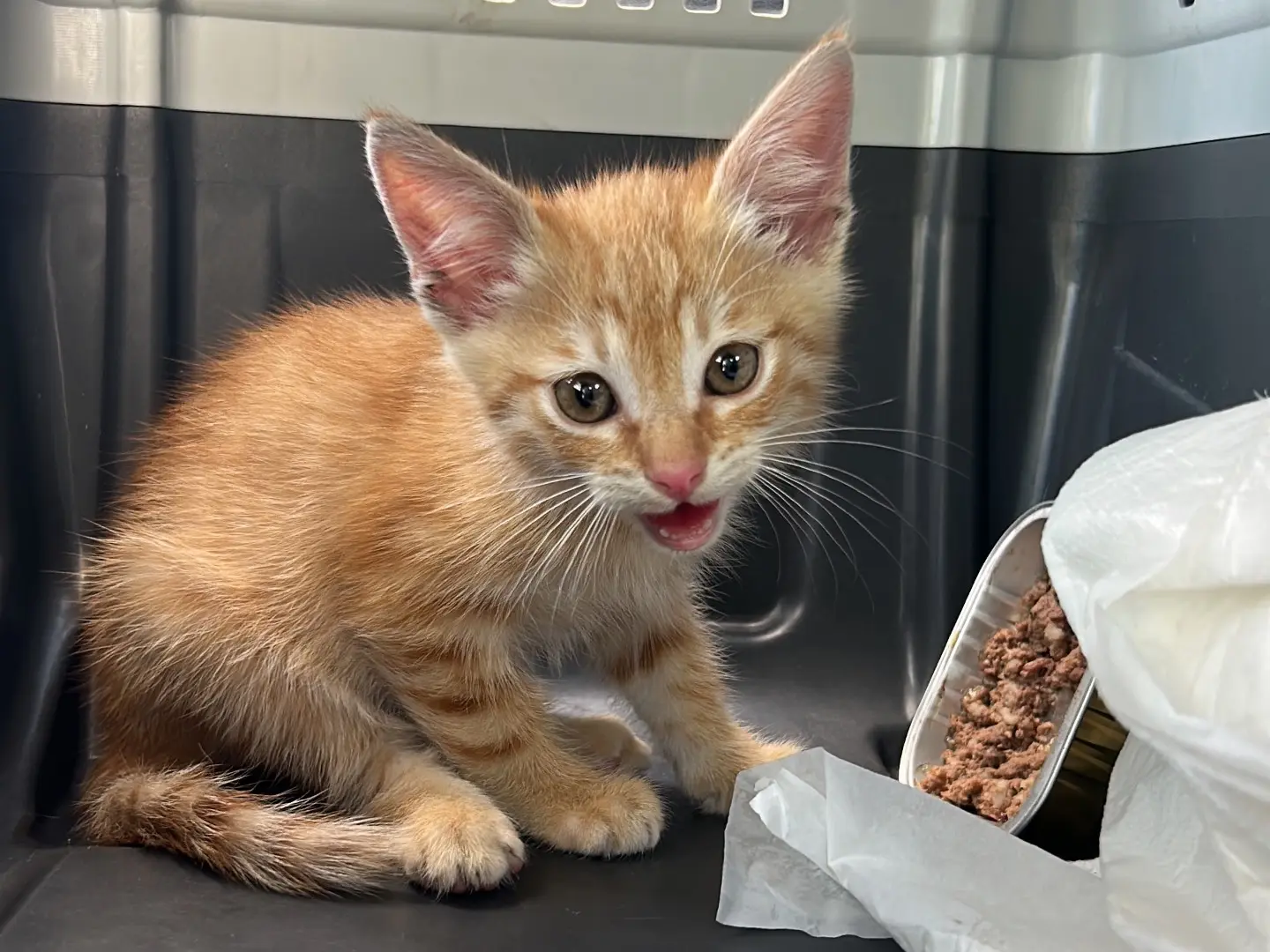 Adotta un gatto, taglia non valida, maschio, Bari
