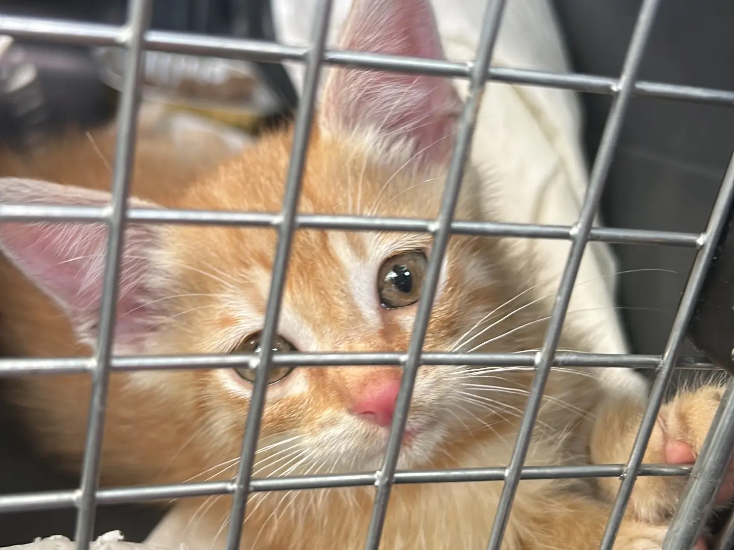 Adotta un gatto, maschio, 1 mese, Bari
