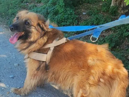 Adotta un cane, maschio, 7 anni e 10 mesi, Napoli