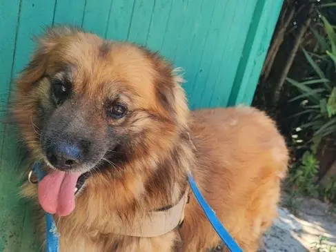 Adozione cane, maschio, Razza sconosciuta Razza sconosciuta, 7 anni e 10 mesi, taglia piccola, Napoli