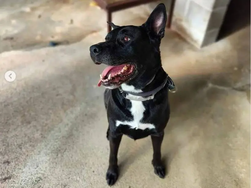 Adotta il cane Gordon a Genova