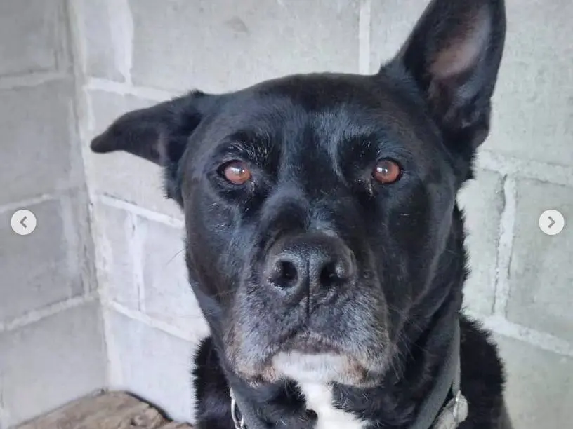 Vuoi adottare un cane a Genova?