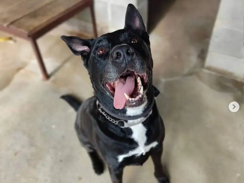 Adozione cane, maschio, Labrador Retriever, 13 anni e 9 mesi, taglia grande, Genova