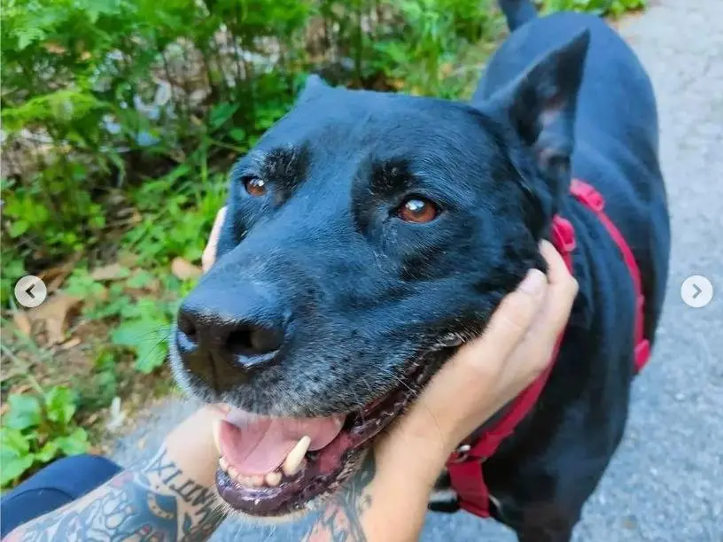Adotta un cane, maschio, 13 anni e 9 mesi, Genova