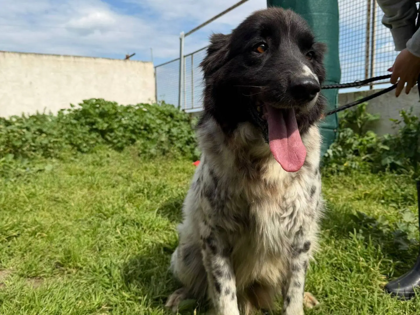 Adozione cane, maschio, Border Collie Razza sconosciuta, 10 anni e 2 mesi, taglia grande, Caserta