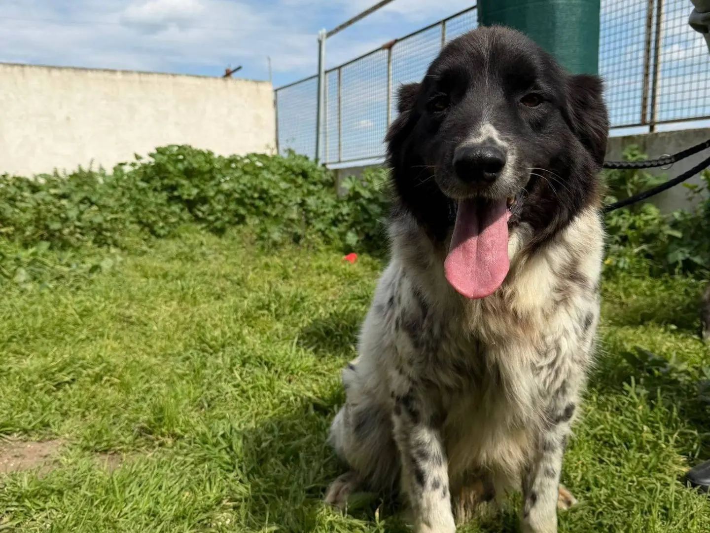Adotta un cane, maschio, 10 anni e 2 mesi, Caserta