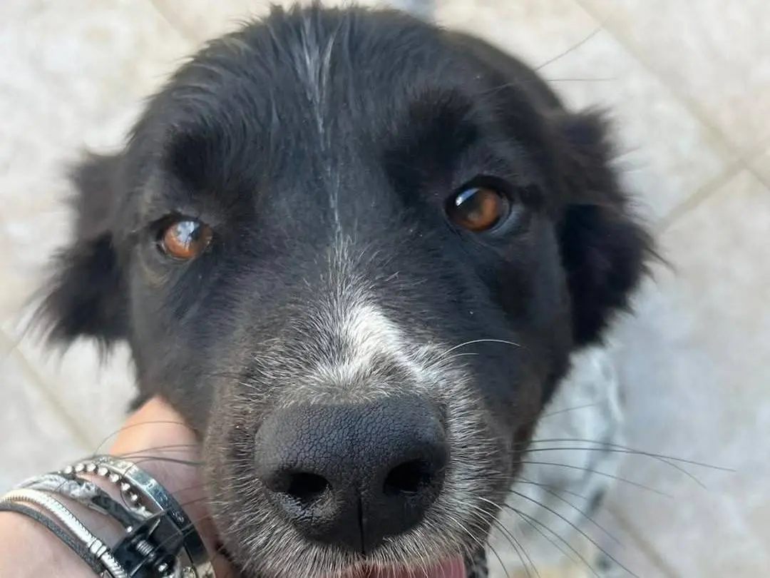 Vuoi adottare un cane a Caserta?
