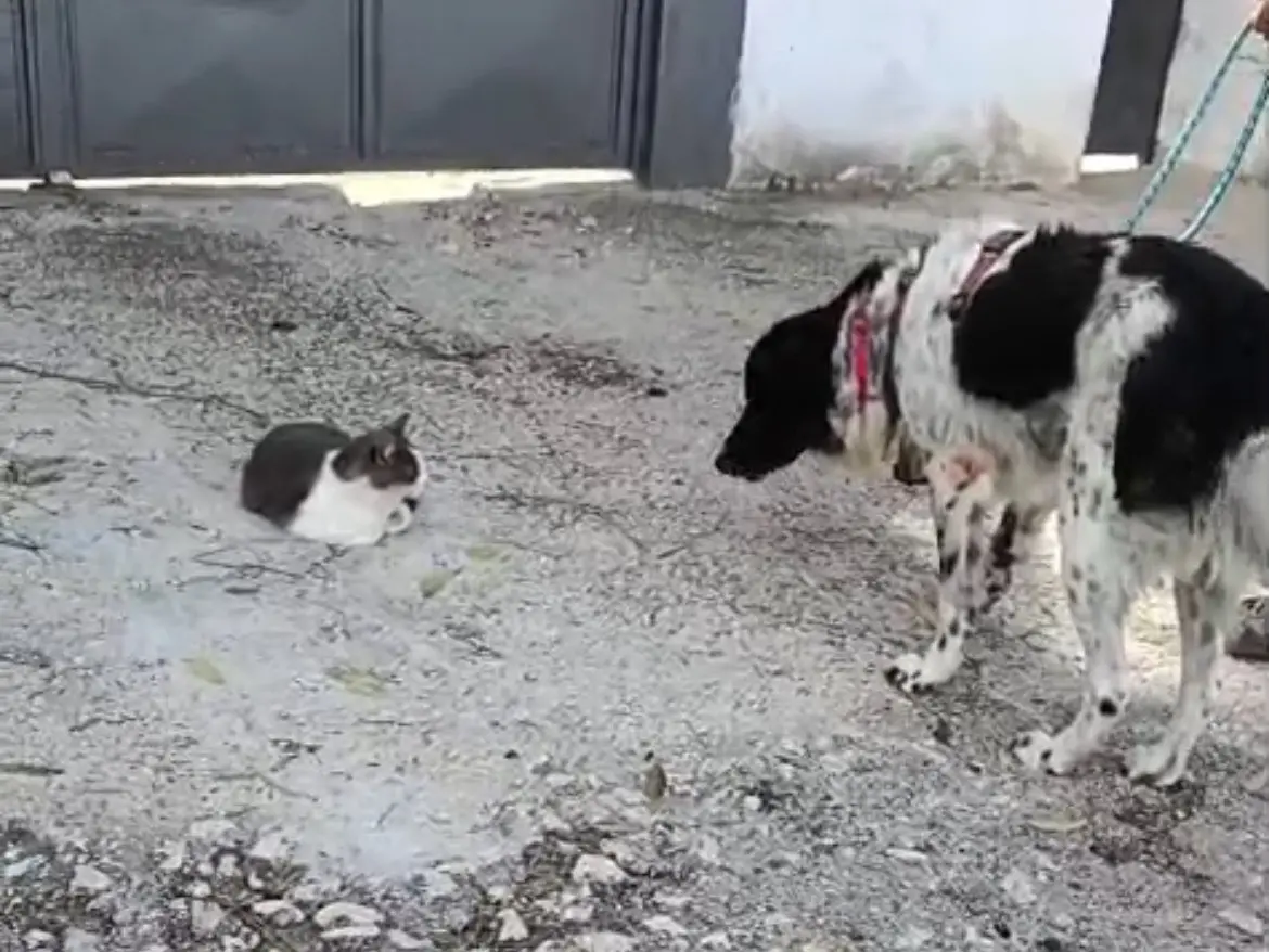 Adotta il cane Caio a Caserta