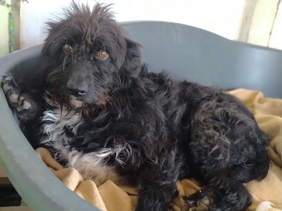 Adozione cane, femmina, Razza sconosciuta Razza sconosciuta, 5 anni e 3 mesi, taglia media, Teramo