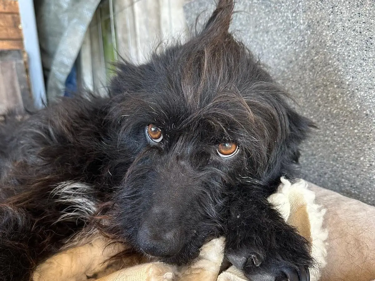 Adotta un cane, femmina, 5 anni e 3 mesi, Teramo