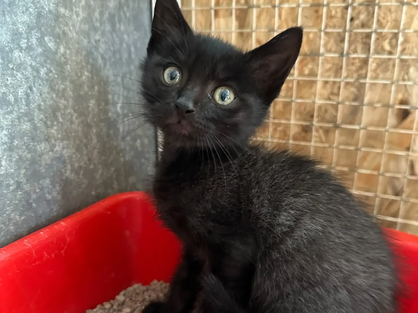 Adozione gatto, maschio, Razza sconosciuta Razza sconosciuta, 2 mesi, taglia non valida, Roma