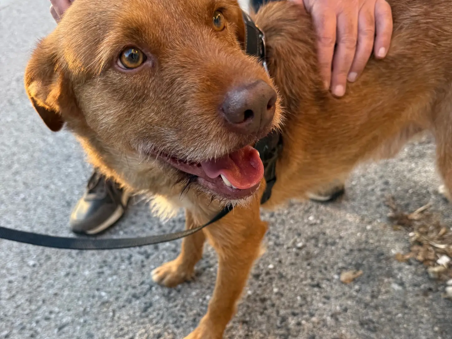 Vuoi adottare un cane a Latina?