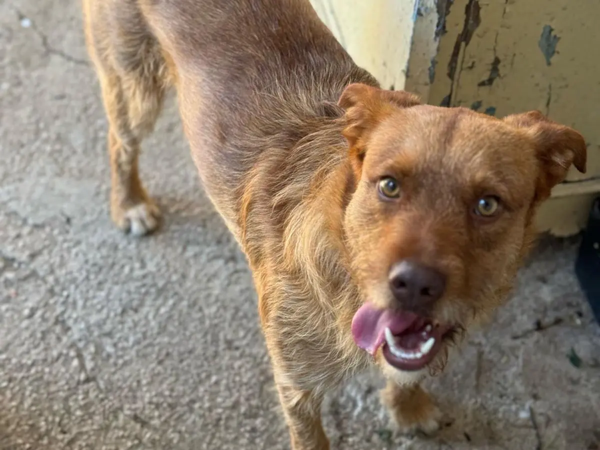 Adotta un cane, taglia media contenuta, maschio, Latina