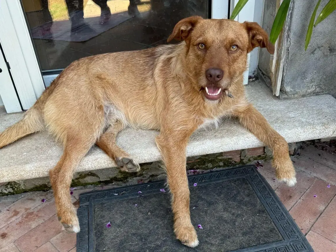 Adozione cane, maschio, Razza sconosciuta Razza sconosciuta, 3 anni e 10 mesi, taglia media contenuta, Latina
