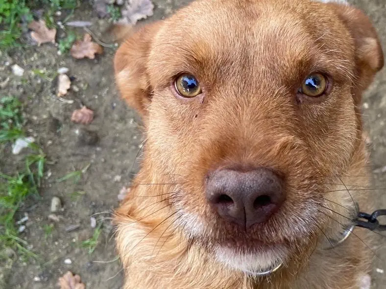 Adotta un cane, maschio, 3 anni e 10 mesi, Latina