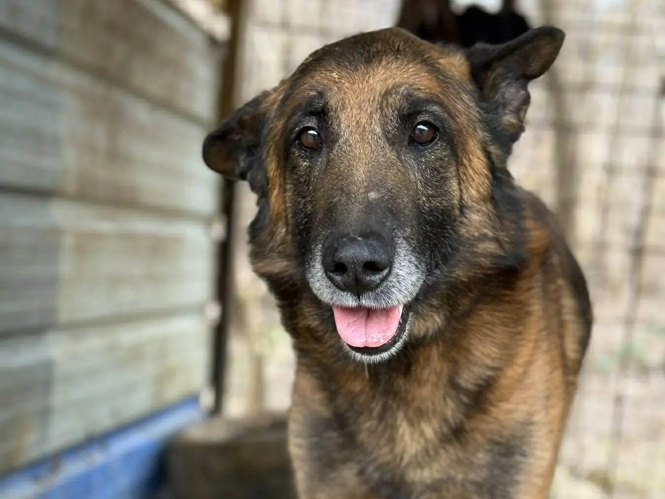 Adozione cane, maschio, Pastore Belga Malinois Razza sconosciuta, 7 anni e 8 mesi, taglia grande, Firenze
