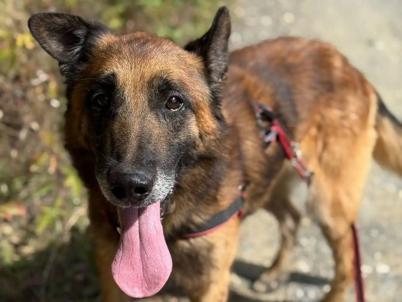 Vuoi adottare un cane a Firenze?