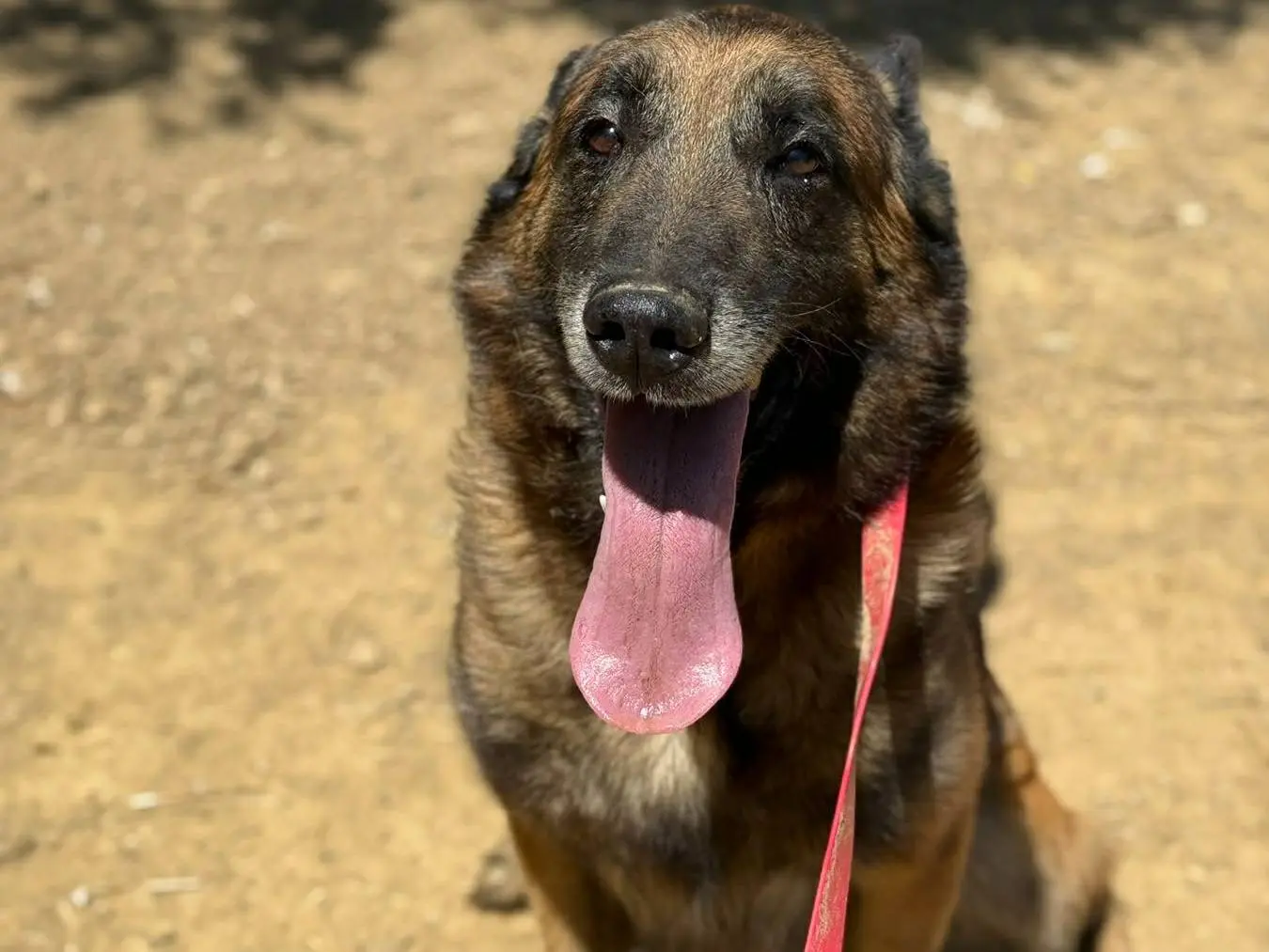 Adotta un cane, taglia grande, maschio, Firenze