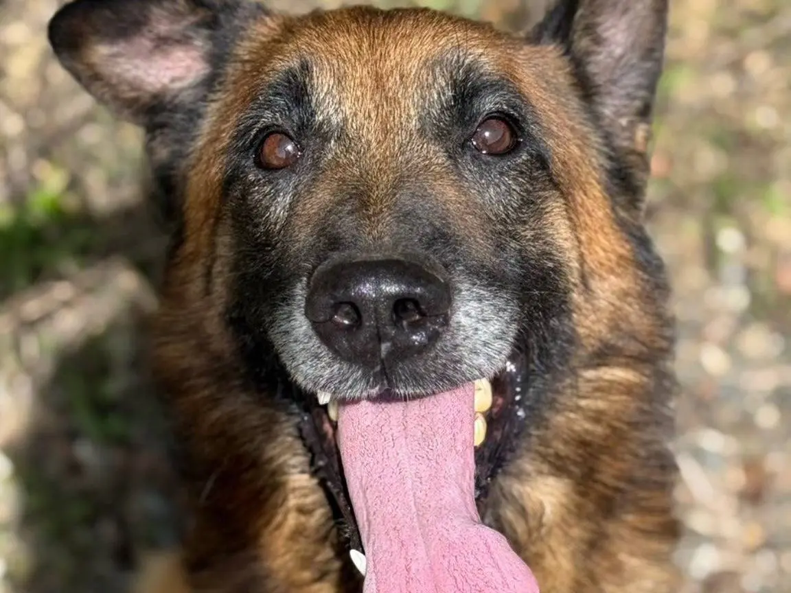 Adotta un cane, maschio, 7 anni e 8 mesi, Firenze
