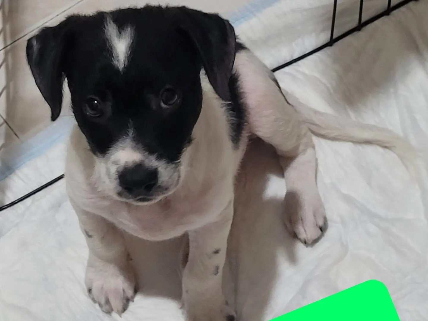 Adozione cane, maschio, meticcio, 3 anni e 1 mese, taglia media, Catania