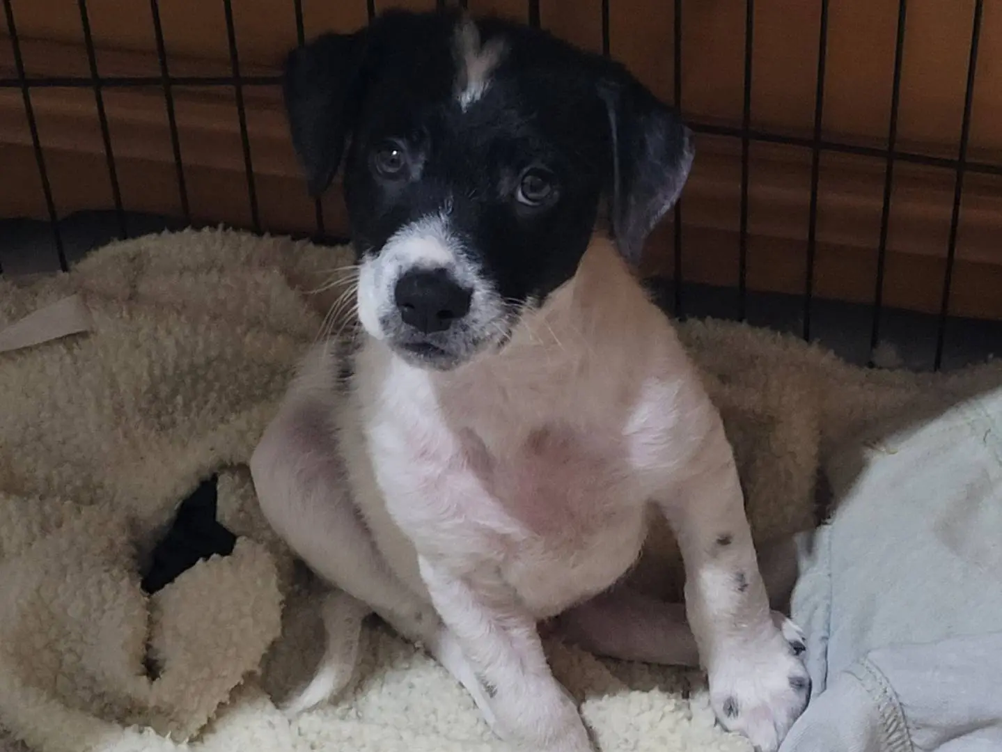 Adotta un cane, maschio, 3 anni e 1 mese, Catania