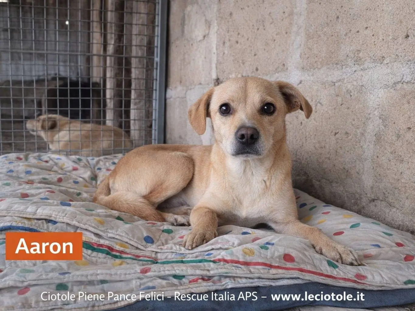 Adozione cane, maschio, Razza sconosciuta Razza sconosciuta, 3 anni e 7 mesi, taglia piccola, Avellino