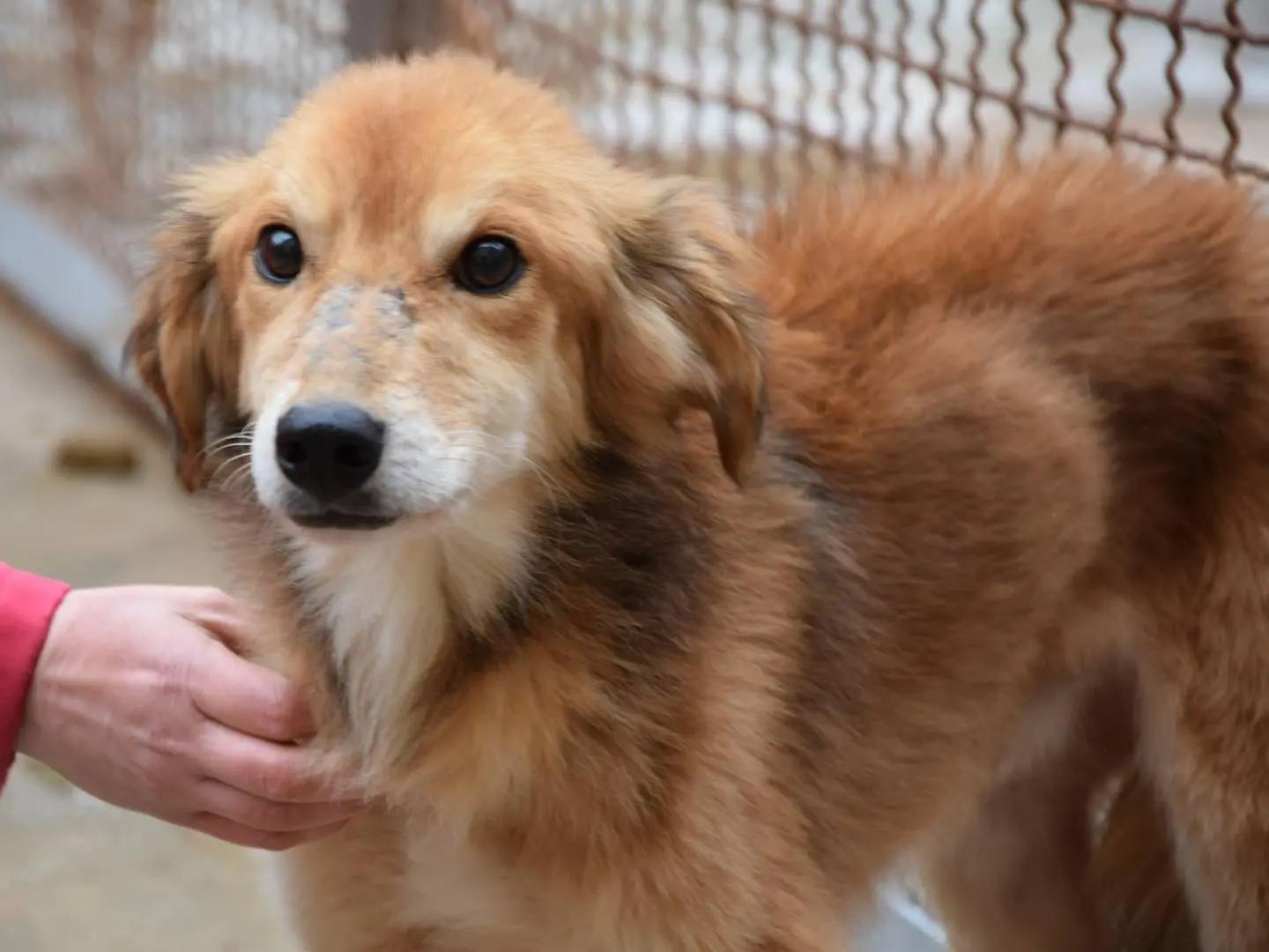 Adozione cane, maschio, Razza sconosciuta Razza sconosciuta, 7 anni e 5 mesi, taglia media, Chieti