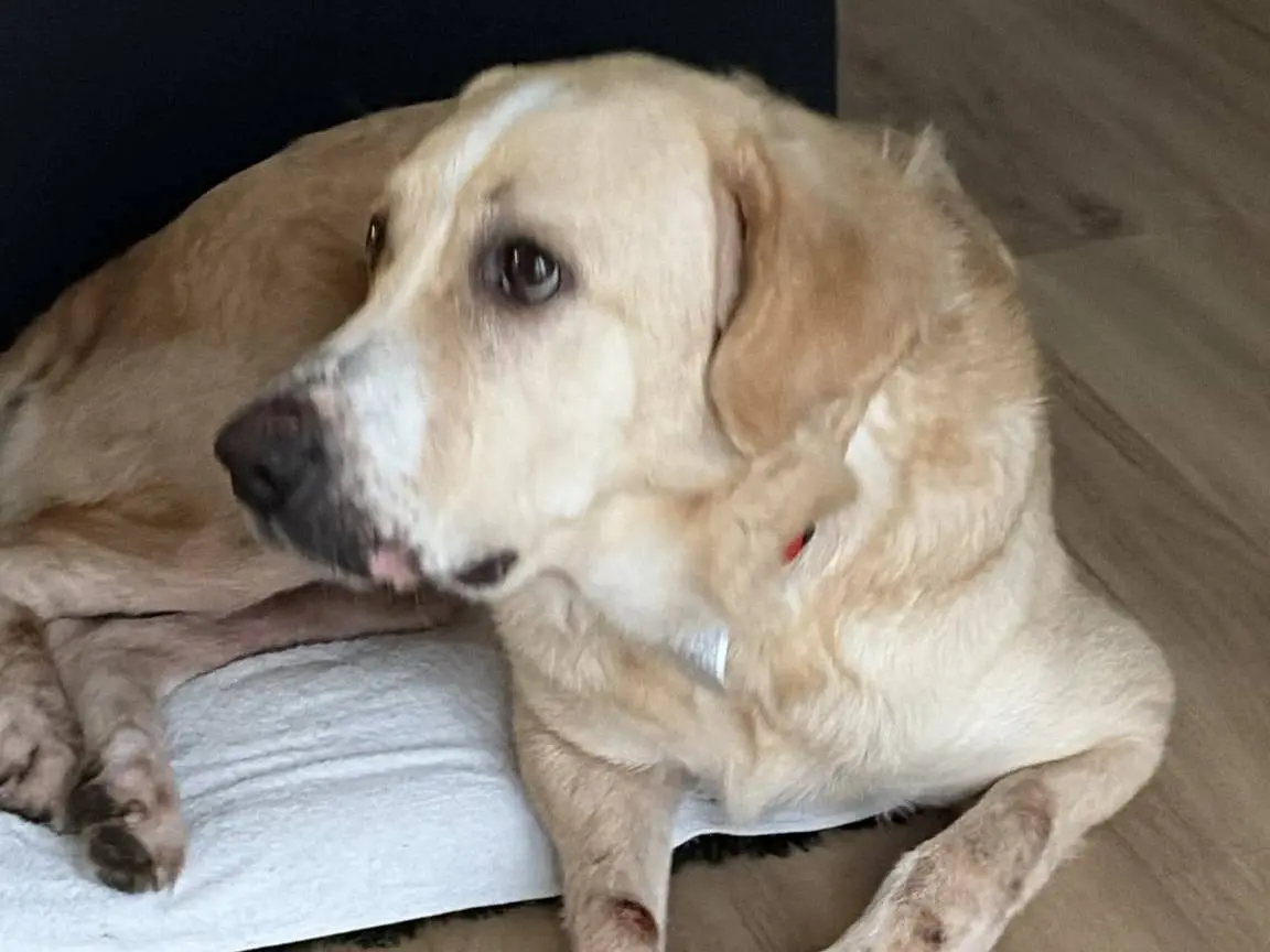 Adozione cane, femmina, Razza sconosciuta Razza sconosciuta, 3 anni e 3 mesi, taglia grande, Torino