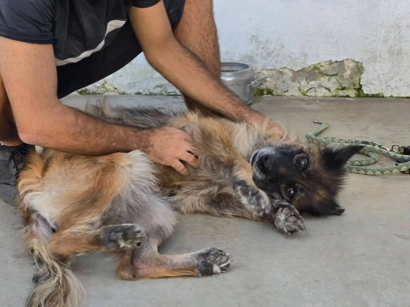 Vuoi adottare un cane a Caserta?