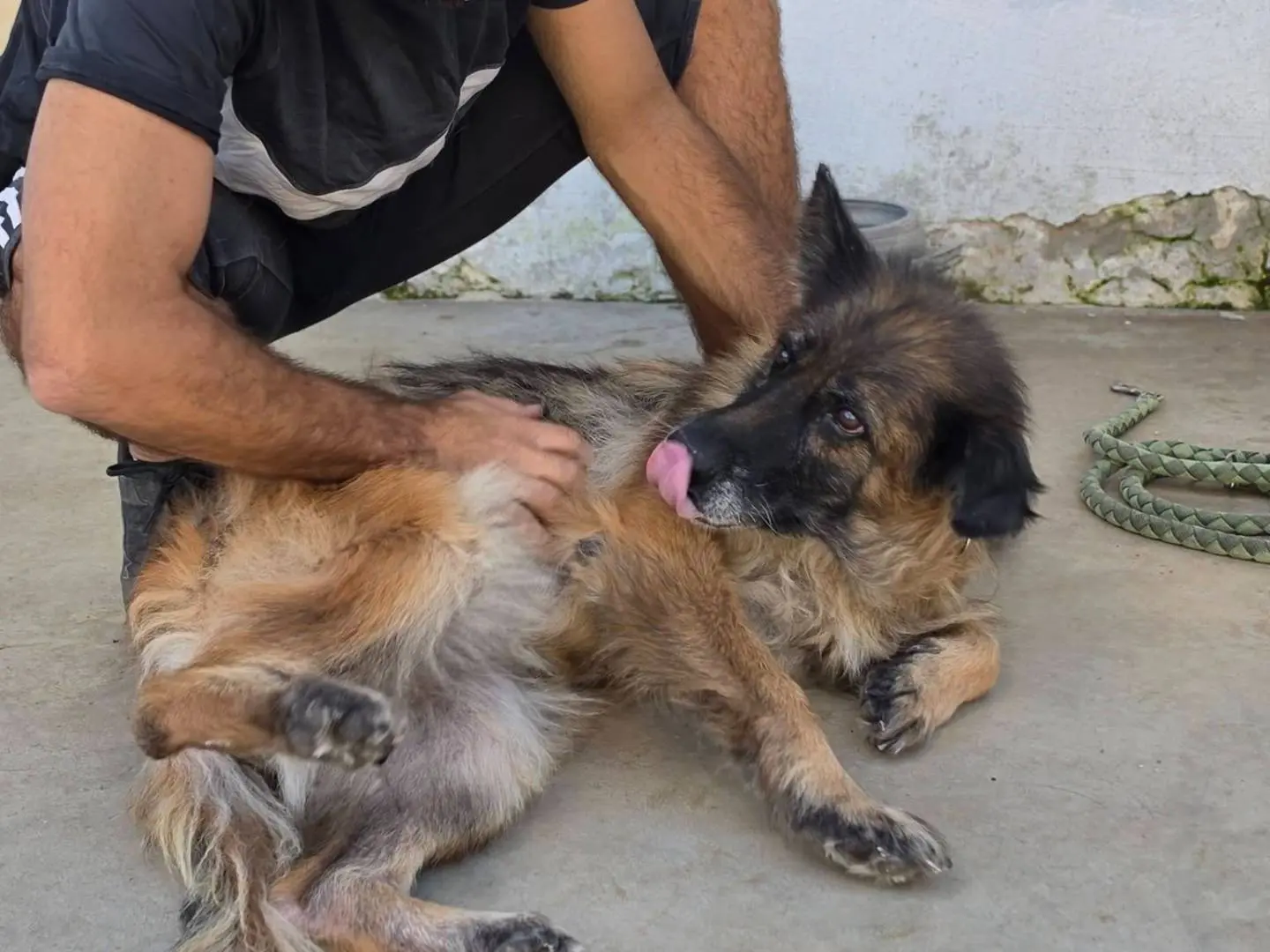 Adotta un cane, taglia media, femmina, Caserta
