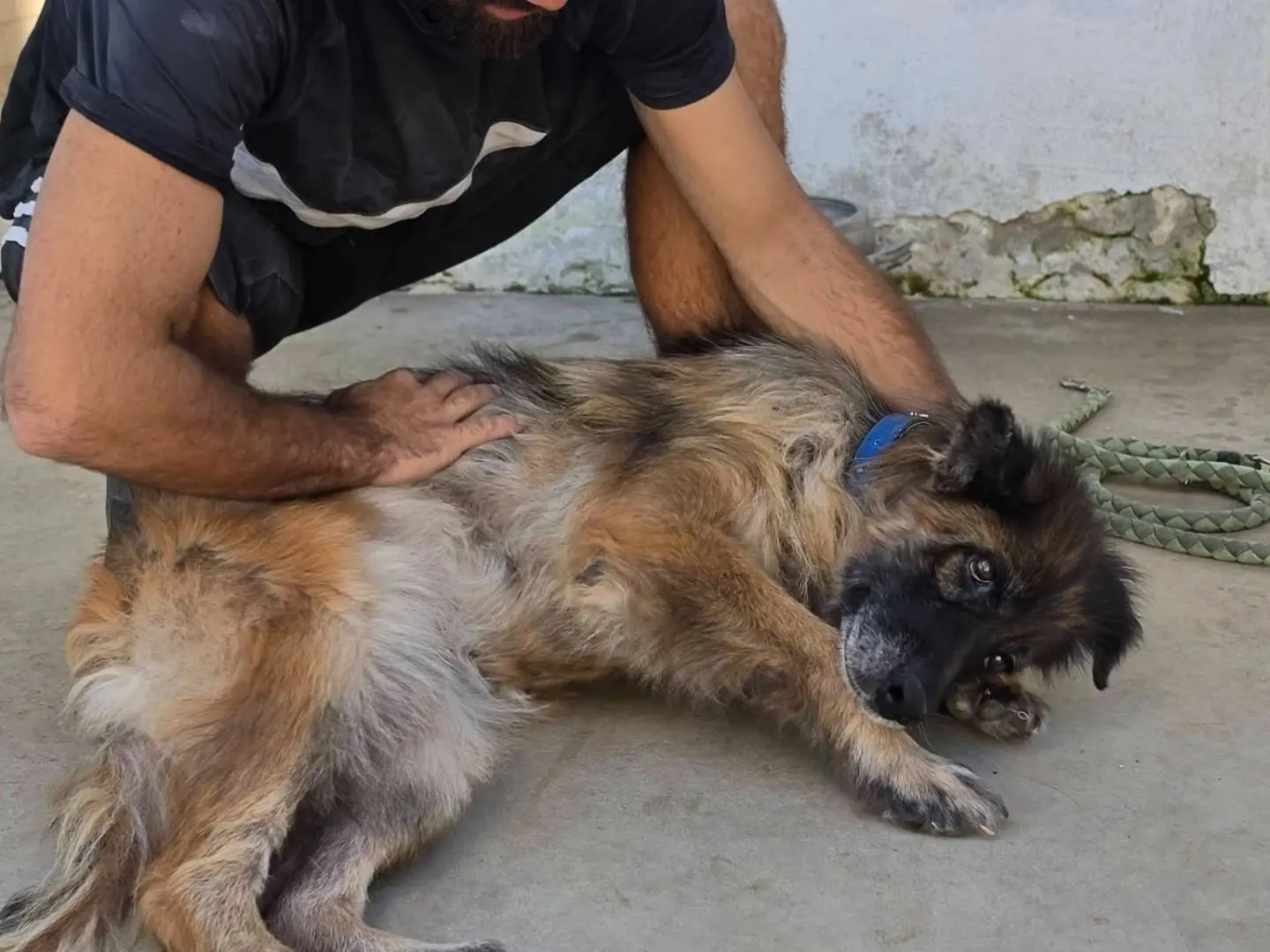 Adotta un cane, femmina, 10 anni, Caserta