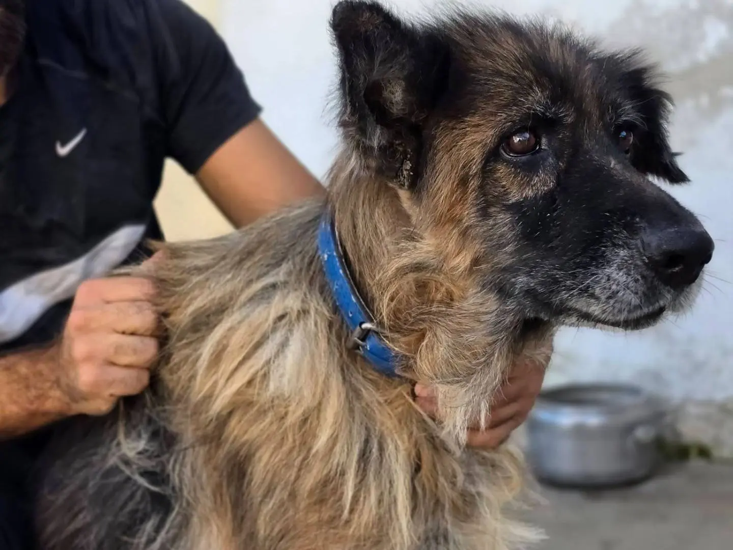 Adozione cane, femmina, Pastore tedesco Razza sconosciuta, 10 anni, taglia media, Caserta