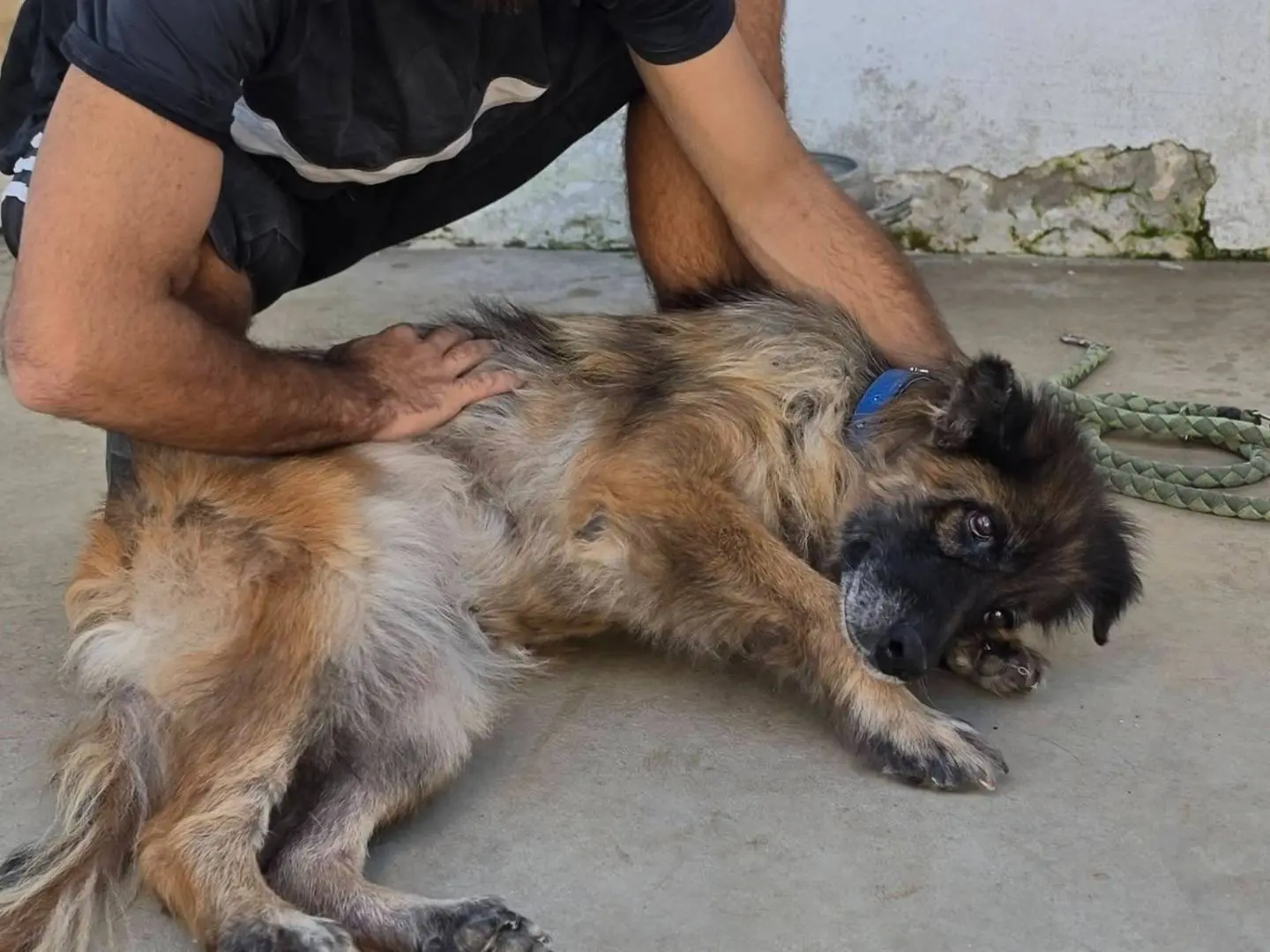 Adotta il cane AIDA a Caserta