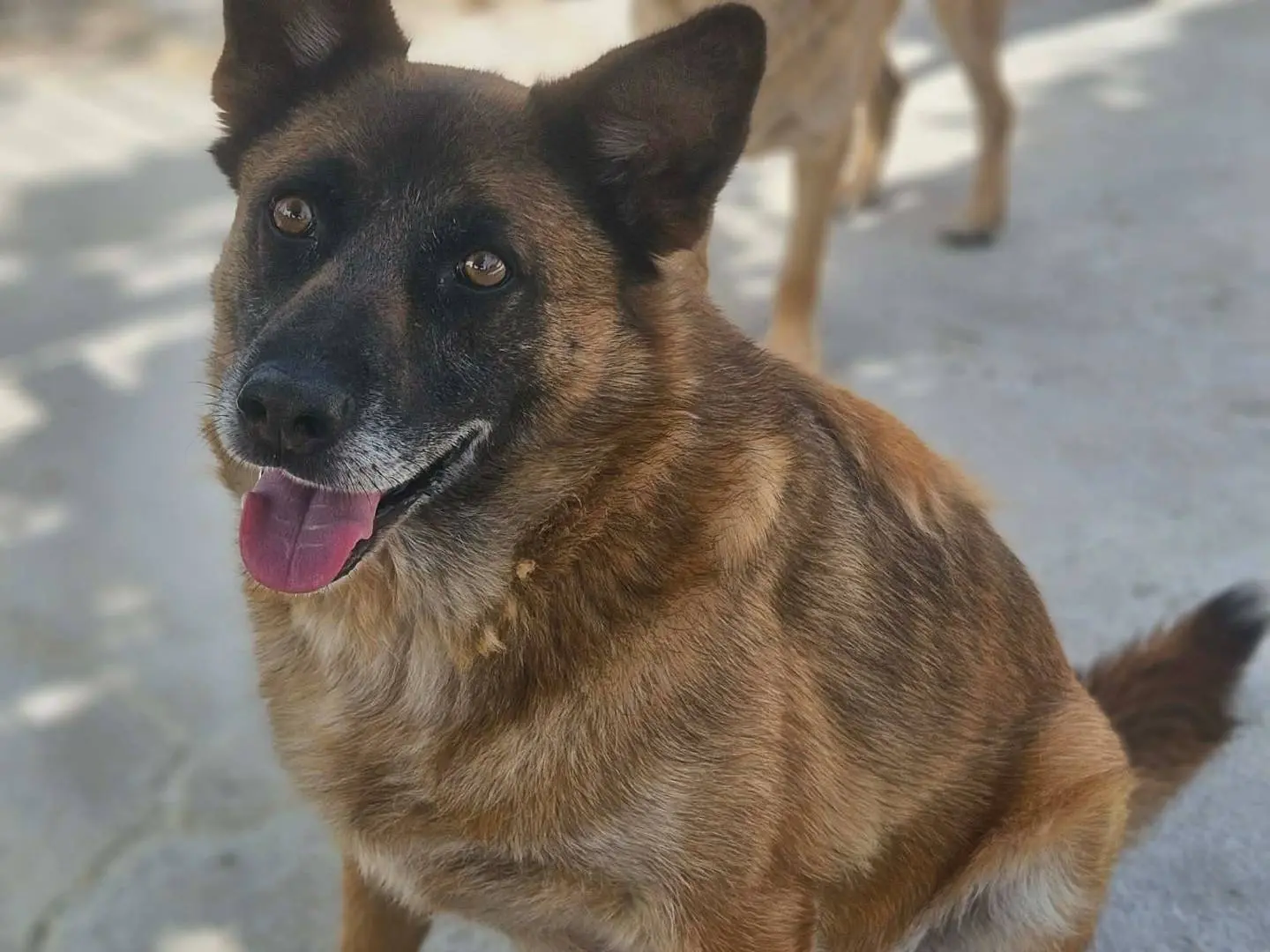 Adozione cane, femmina, Razza sconosciuta Razza sconosciuta, 8 anni e 1 mese, taglia media, Avellino