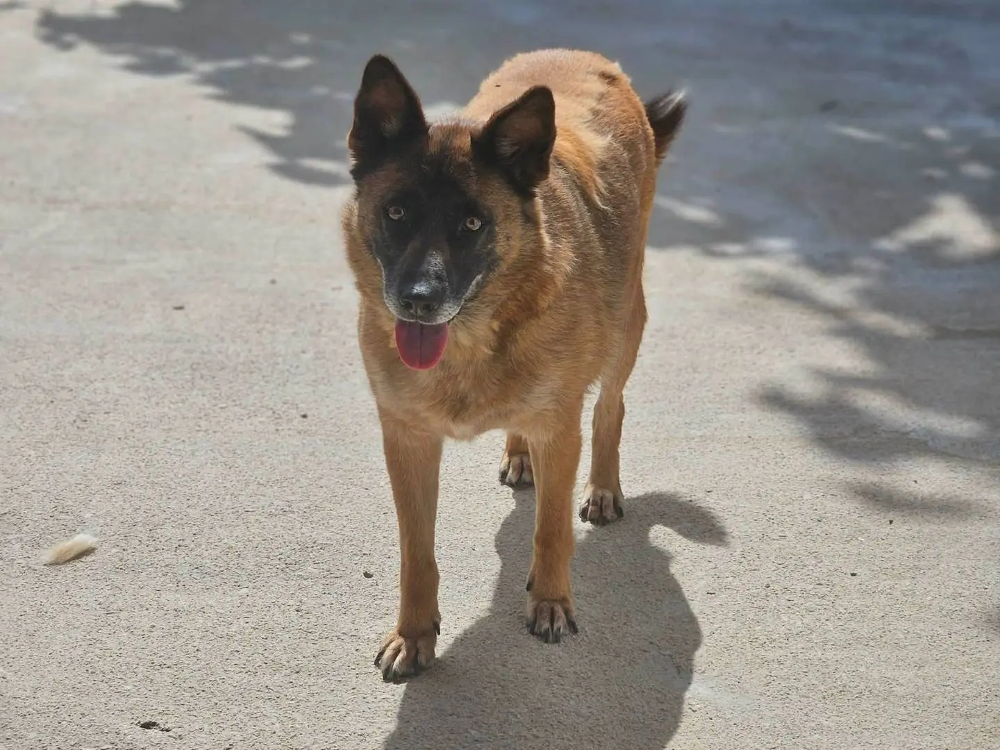 Adotta un cane, femmina, 8 anni e 1 mese, Avellino