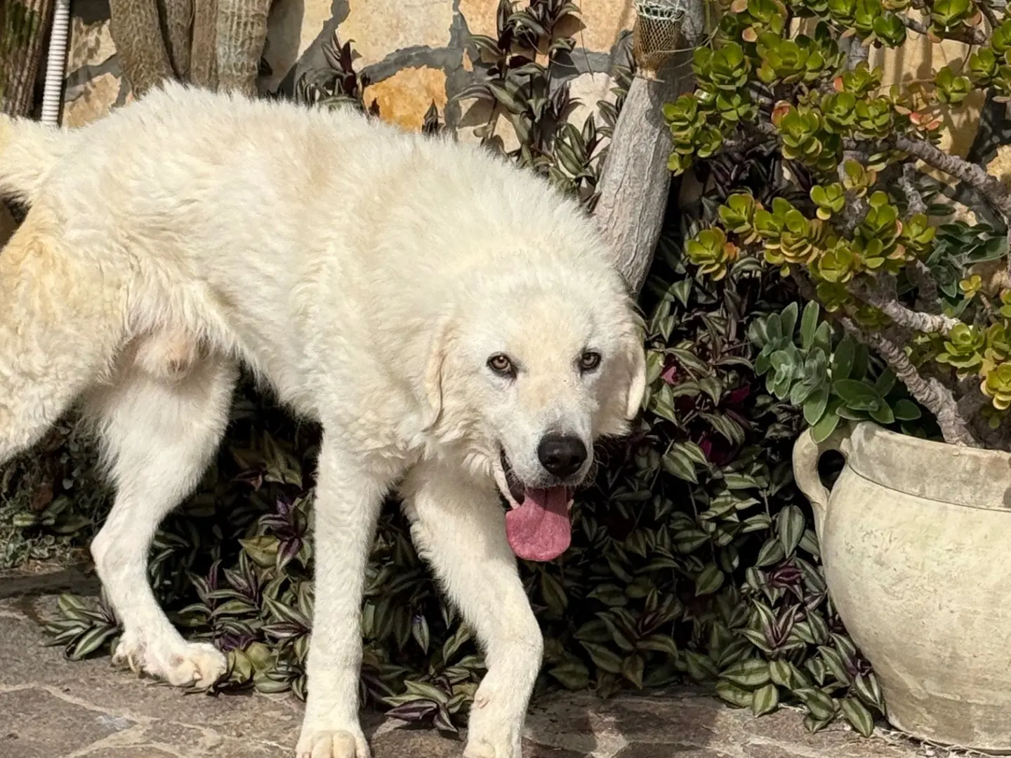 Adozione cane, maschio, Razza sconosciuta Razza sconosciuta, 2 anni e 9 mesi, taglia grande, Latina