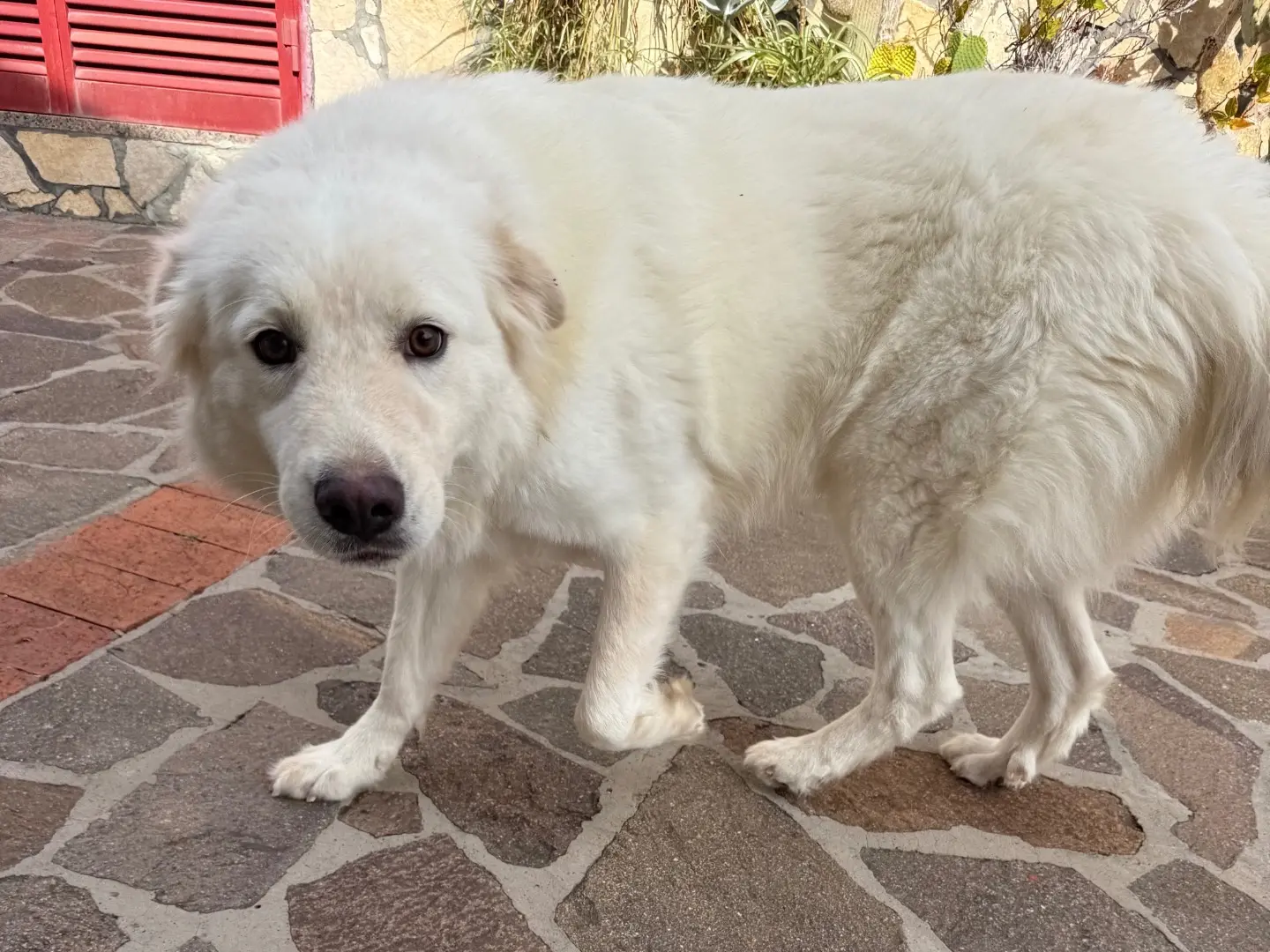 Adotta un cane, taglia grande, maschio, Latina