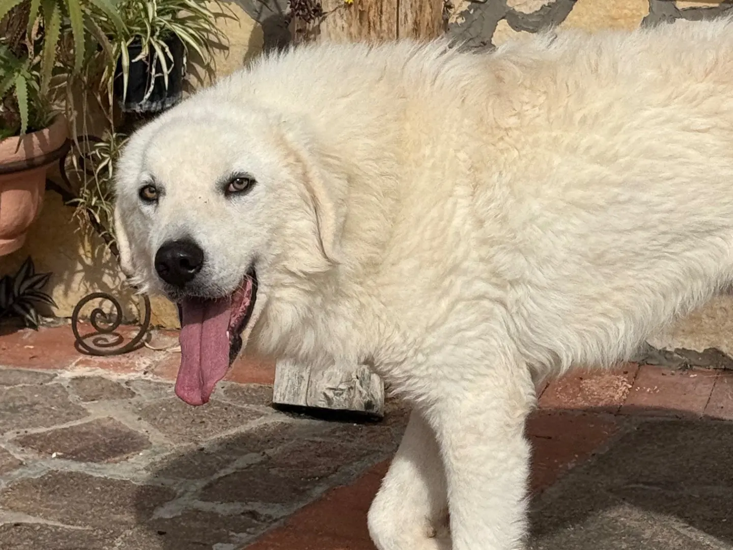 Adotta un cane, maschio, 2 anni e 9 mesi, Latina