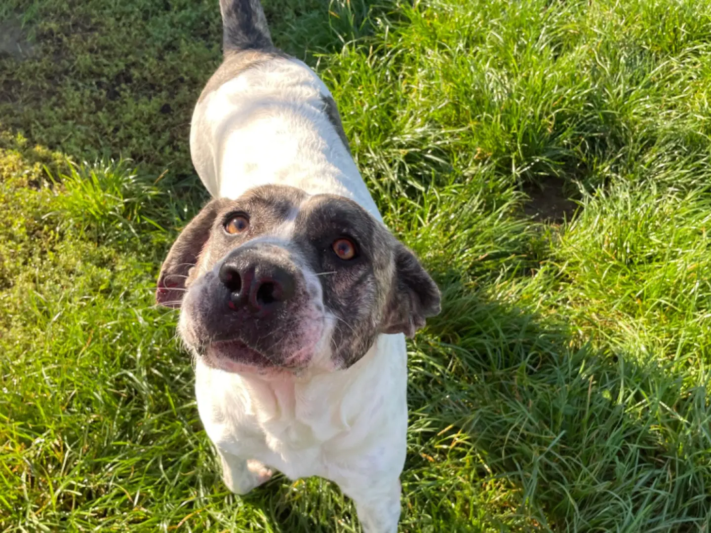 Adotta un cane, taglia media, femmina, Frosinone