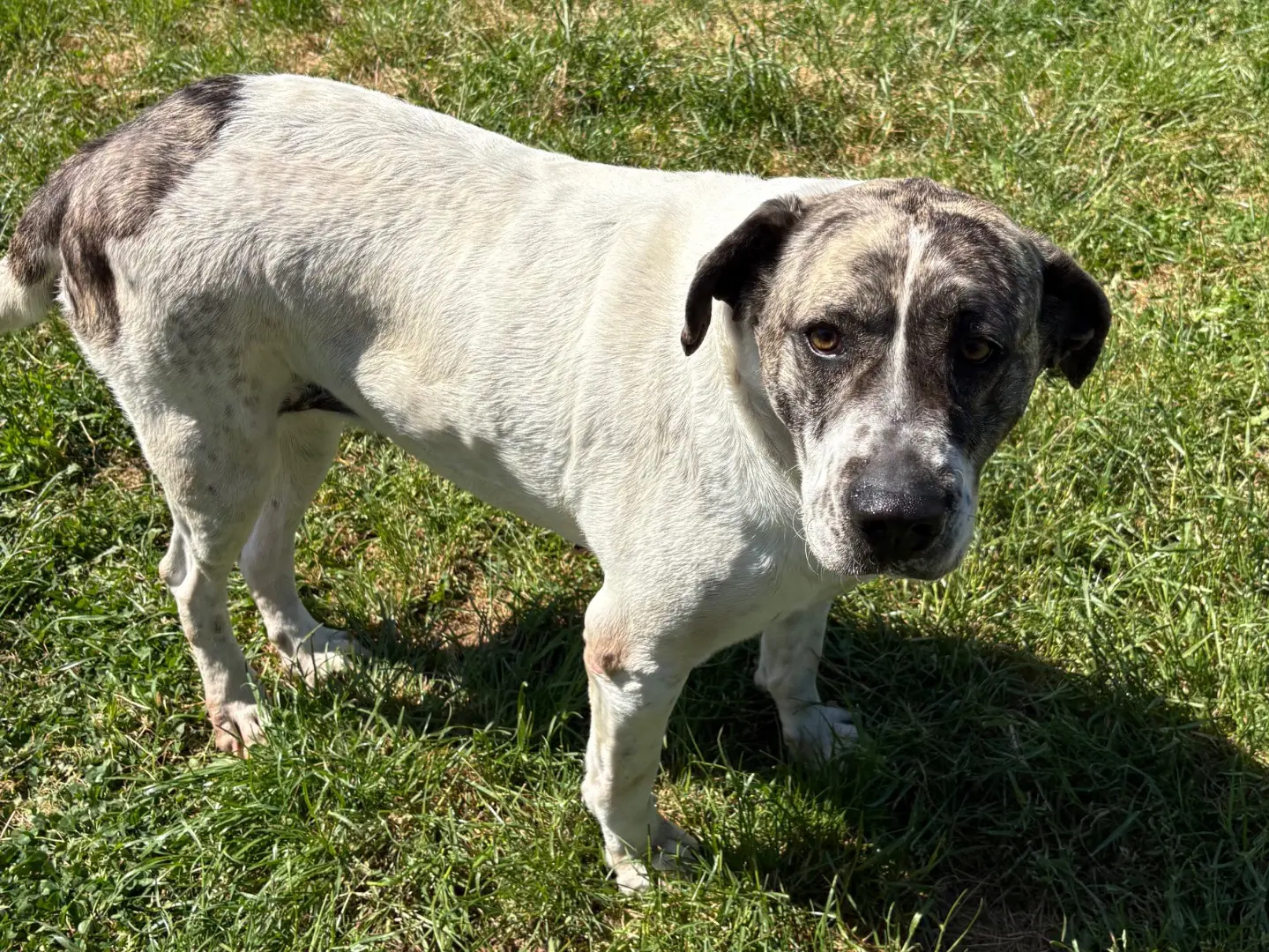 Vuoi adottare un cane a Frosinone?