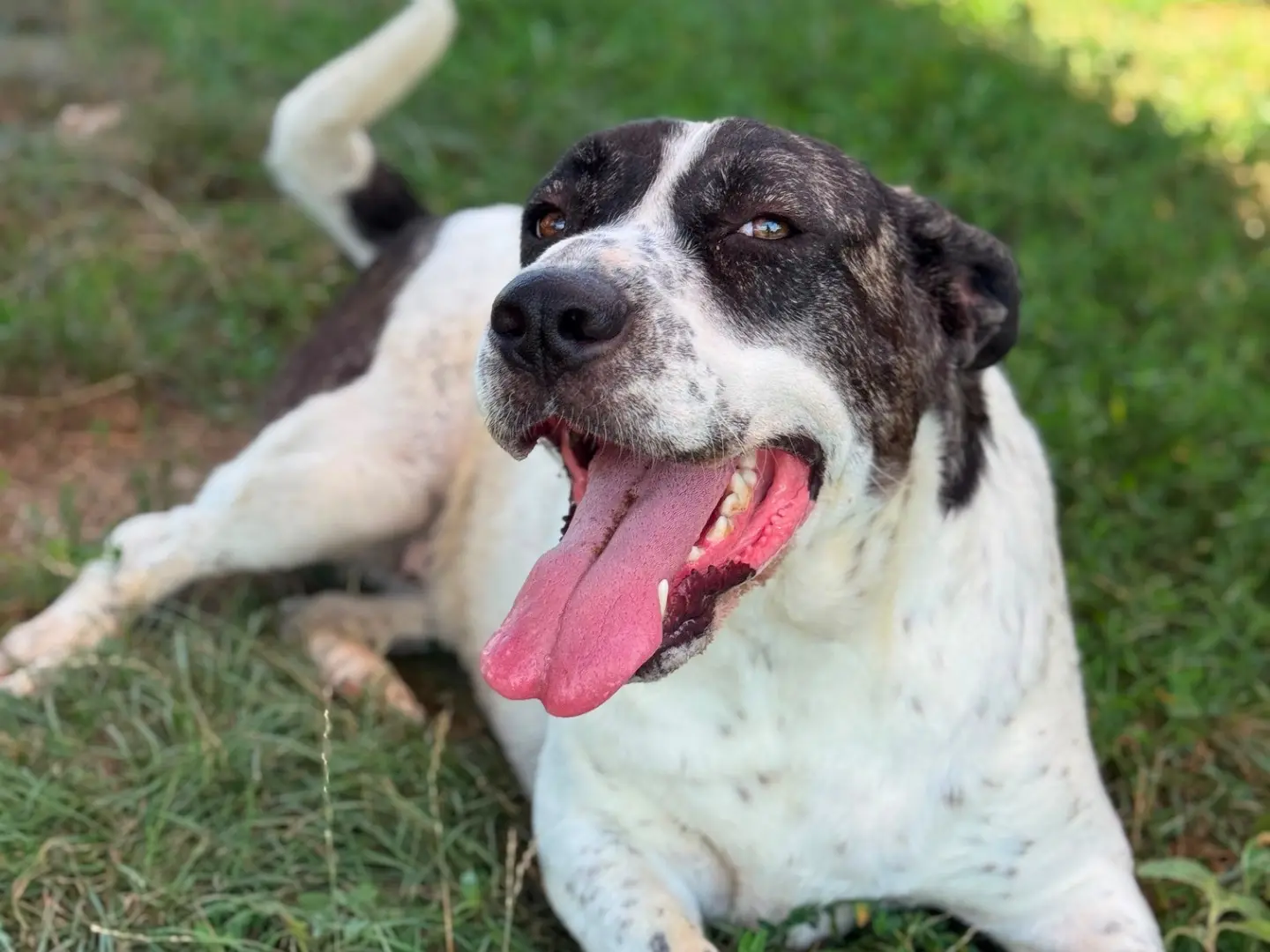 Adozione cane, femmina, Razza sconosciuta Razza sconosciuta, 4 anni e 9 mesi, taglia media, Frosinone