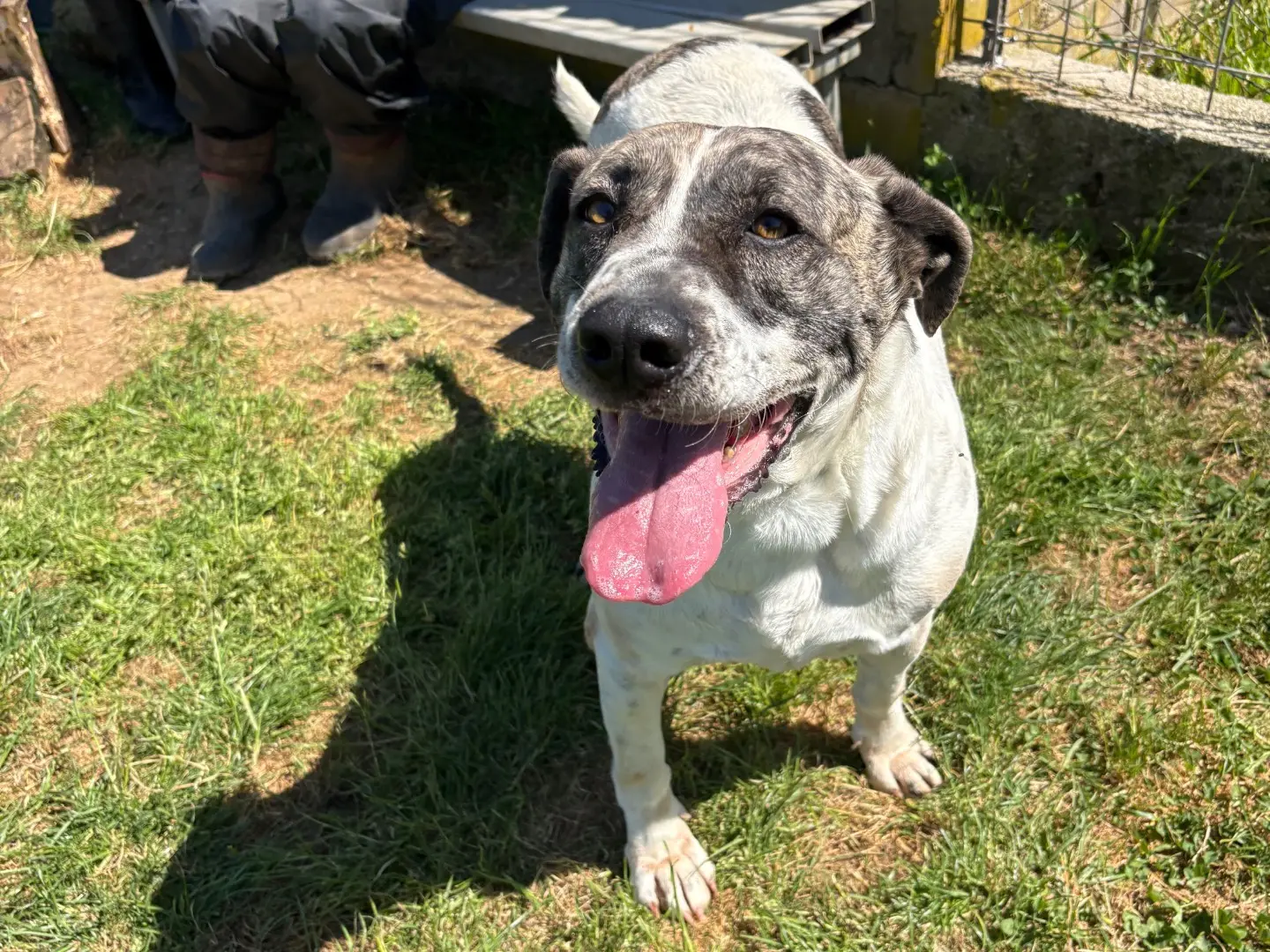 Adotta un cane, femmina, 4 anni e 9 mesi, Frosinone