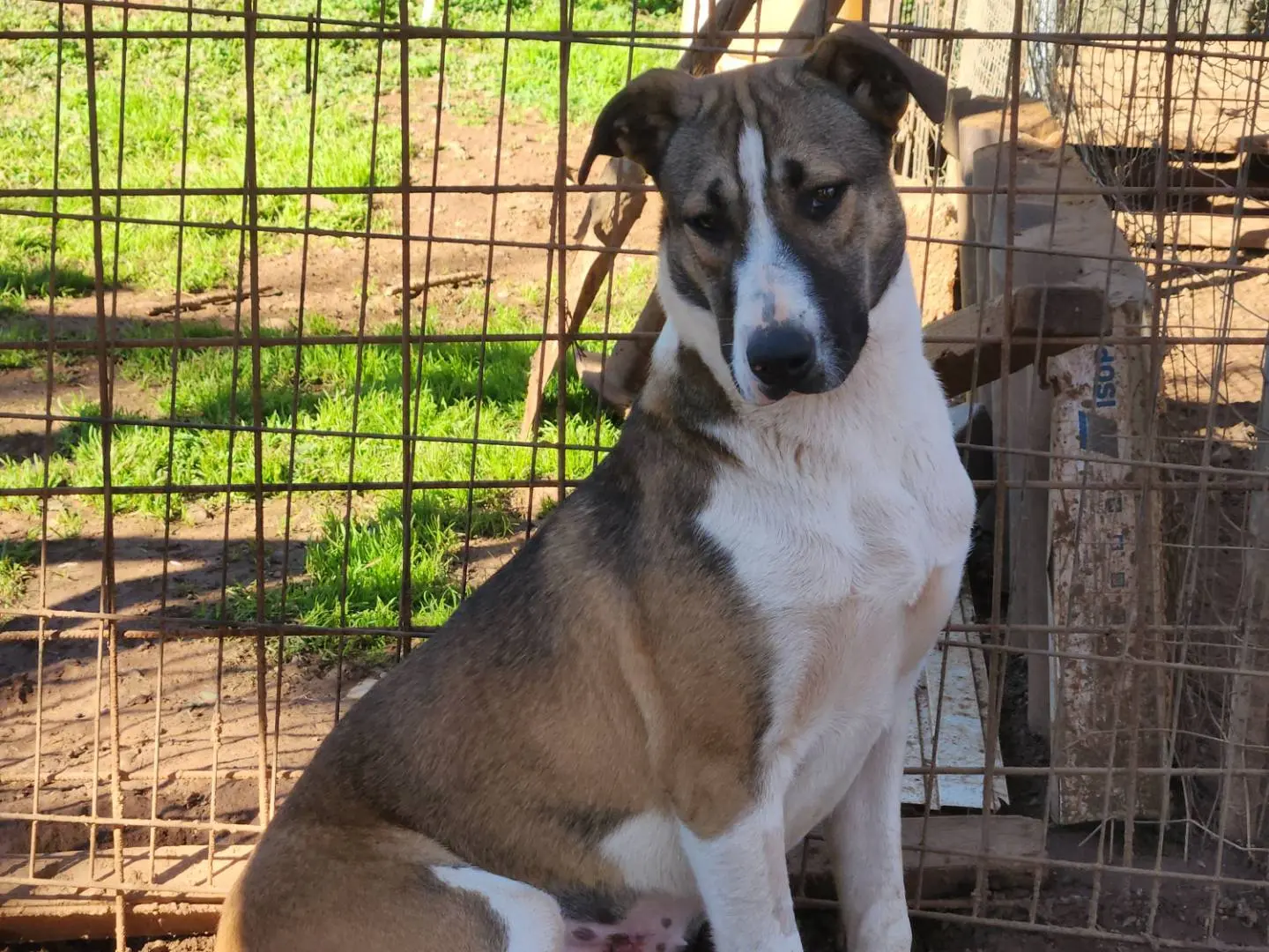 Adotta un cane, taglia grande, femmina, Cosenza