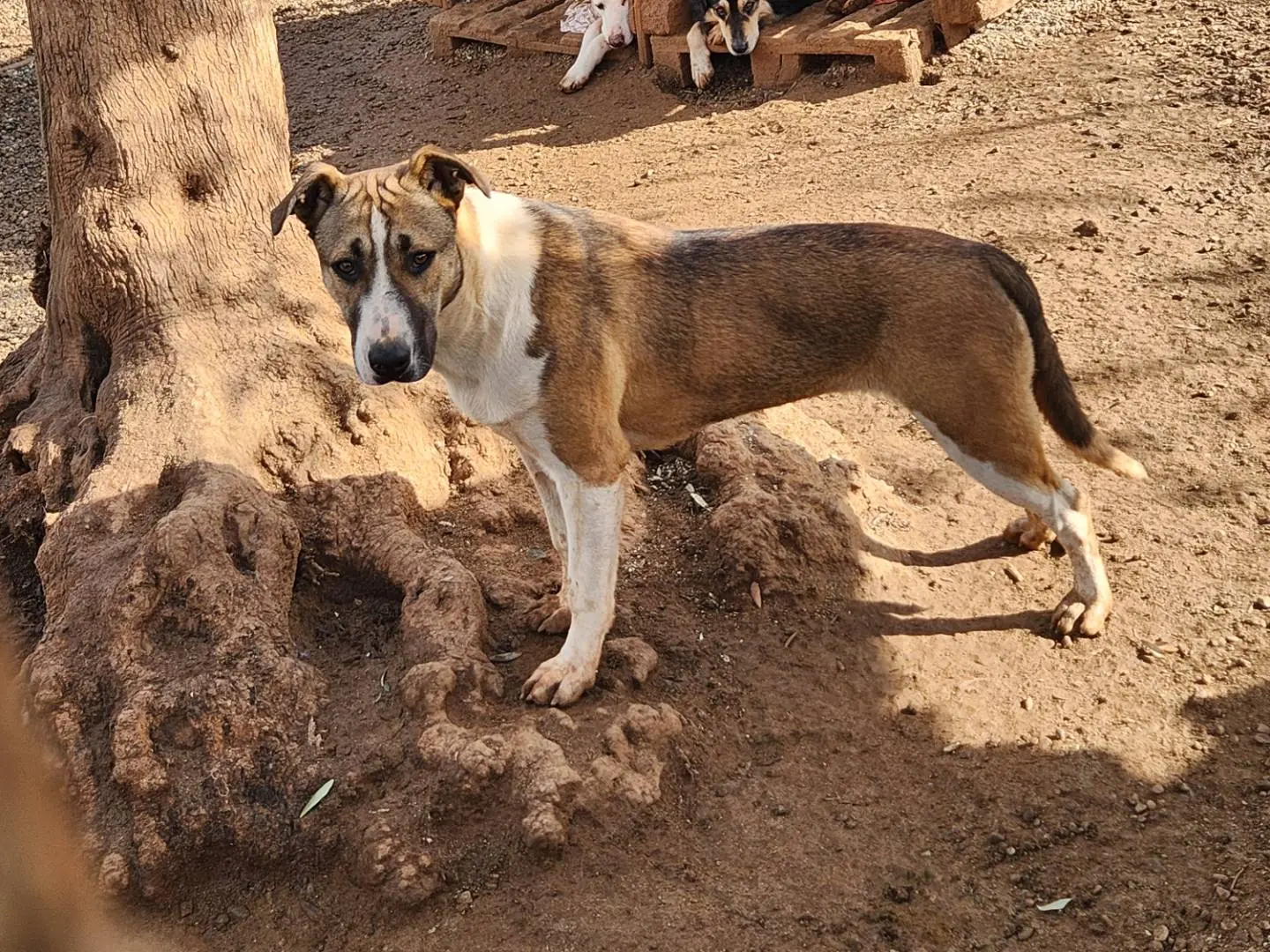 Vuoi adottare un cane a Cosenza?