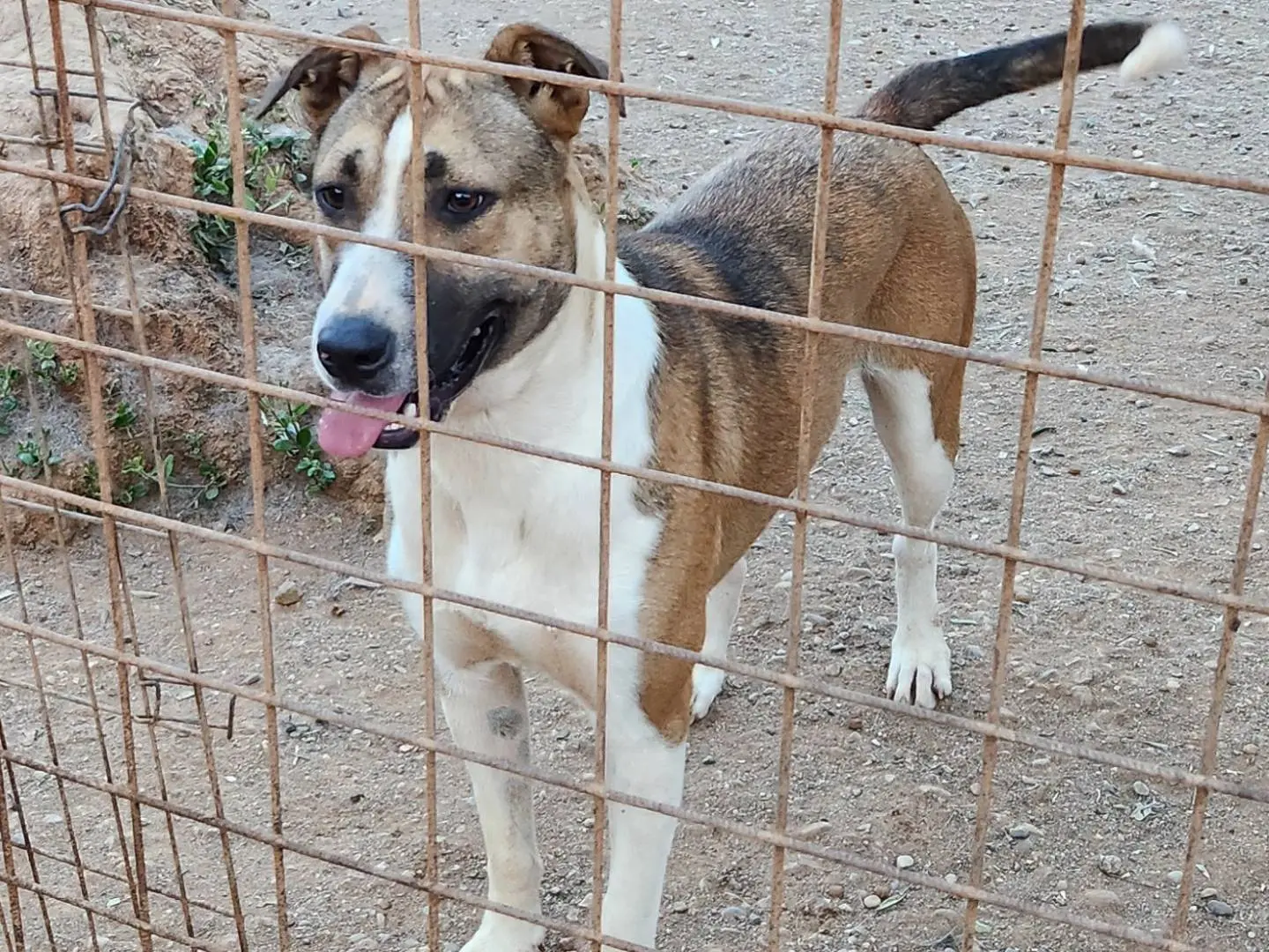 Adotta un cane, femmina, 1 anno e 9 mesi, Cosenza